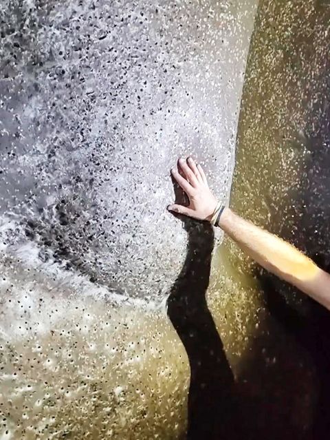 Forscher entdecken wohl größtes Spinnennetz der Welt – mit über 100.000 Tieren