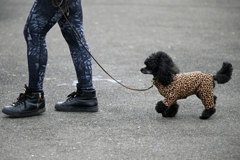 Hund mit Mantel in Leopardenlook