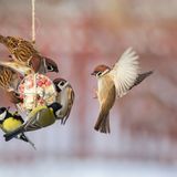 Das Füttern von Vögeln während der kalten Jahreszeit rettet keine bedrohten Arten, kann aber einzelnen Vögeln helfen, leichter an Nahrung zu kommen und bietet ein schönes Naturerlebnis – besonders für Kinder. Wir zeigen Ihnen, wie Sie richtig füttern: ab wann, womit und in welcher Menge.