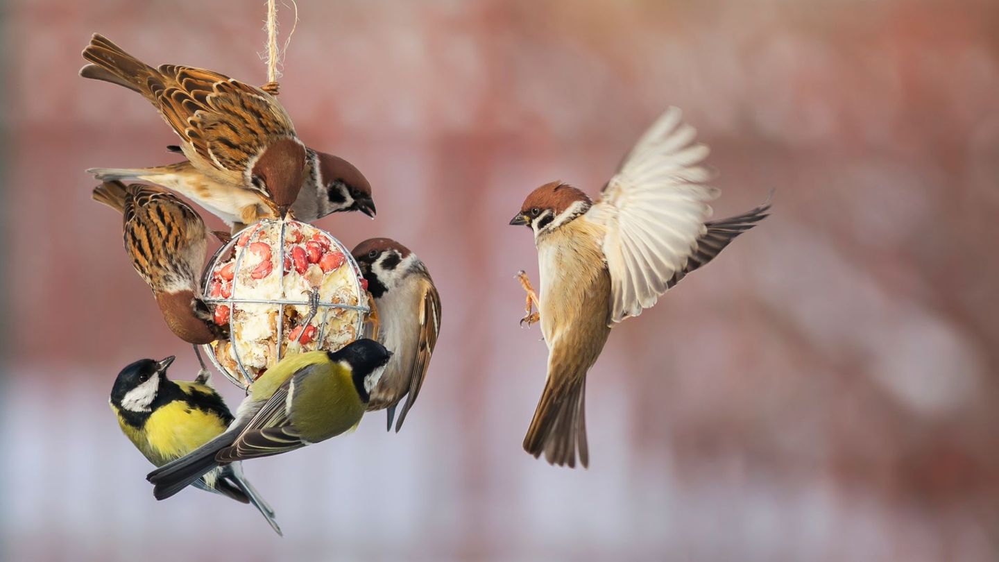 Das Füttern von Vögeln während der kalten Jahreszeit rettet keine bedrohten Arten, kann aber einzelnen Vögeln helfen, leichter an Nahrung zu kommen und bietet ein schönes Naturerlebnis – besonders für Kinder. Wir zeigen Ihnen, wie Sie richtig füttern: ab wann, womit und in welcher Menge.