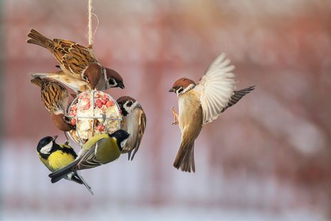 Das Füttern von Vögeln während der kalten Jahreszeit rettet keine bedrohten Arten, kann aber einzelnen Vögeln helfen, leichter an Nahrung zu kommen und bietet ein schönes Naturerlebnis – besonders für Kinder. Wir zeigen Ihnen, wie Sie richtig füttern: ab wann, womit und in welcher Menge.