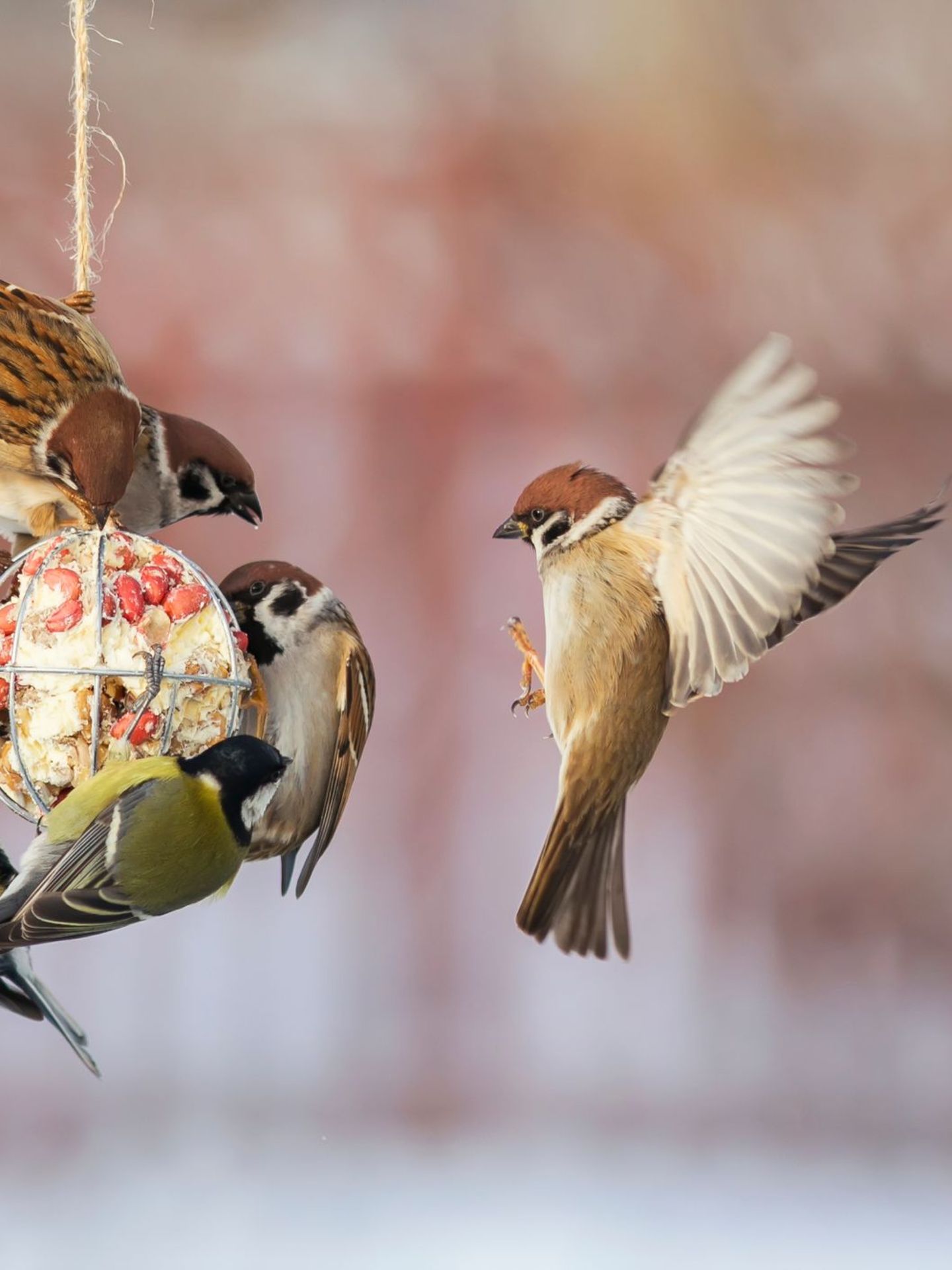 Das Füttern von Vögeln während der kalten Jahreszeit rettet keine bedrohten Arten, kann aber einzelnen Vögeln helfen, leichter an Nahrung zu kommen und bietet ein schönes Naturerlebnis – besonders für Kinder. Wir zeigen Ihnen, wie Sie richtig füttern: ab wann, womit und in welcher Menge.