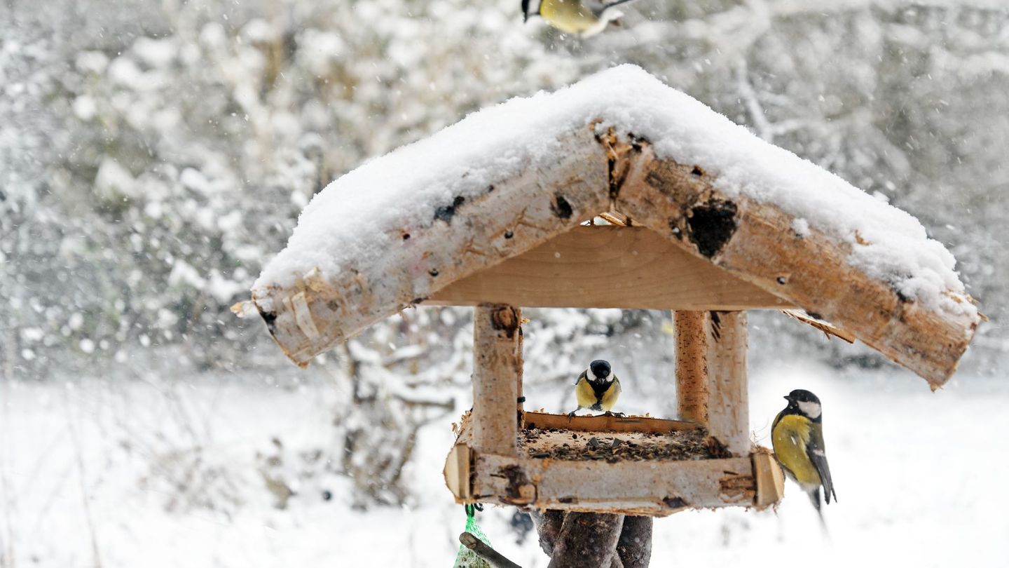 Wenn es kälter wird, finden Vögel weniger Nahrung. Insekten, Larven und Körner sind unter dem ersten Schnee oder auf gefrorenem Boden schwer zu erreichen. Gleichzeitig brauchen die Tiere mehr Energie, um ihre Körpertemperatur zu halten. Dafür sind sie auf zusätzliches Futter als Energiequelle angewiesen.