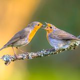 Eine falsche Fütterung von Jungvögeln mit Samen oder Körnern kann schwere Folgen haben und sogar zu tödlichen Magen- oder Darmverschlüssen führen. Im Sommer ist zudem das Risiko für Infektionen höher, da sich Bakterien und Viren wie Salmonellen oder Vogelpocken bei Wärme schneller vermehren. Auch im Winter kann mangelnde Hygiene an Futterstellen gefährlich werden. Verschmutztes Futter durch Kot auf dem Boden fördert die Ausbreitung von Krankheitserregern.