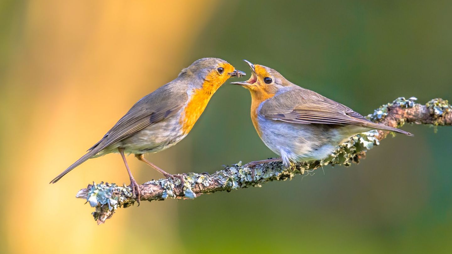 Eine falsche Fütterung von Jungvögeln mit Samen oder Körnern kann schwere Folgen haben und sogar zu tödlichen Magen- oder Darmverschlüssen führen. Im Sommer ist zudem das Risiko für Infektionen höher, da sich Bakterien und Viren wie Salmonellen oder Vogelpocken bei Wärme schneller vermehren. Auch im Winter kann mangelnde Hygiene an Futterstellen gefährlich werden. Verschmutztes Futter durch Kot auf dem Boden fördert die Ausbreitung von Krankheitserregern.