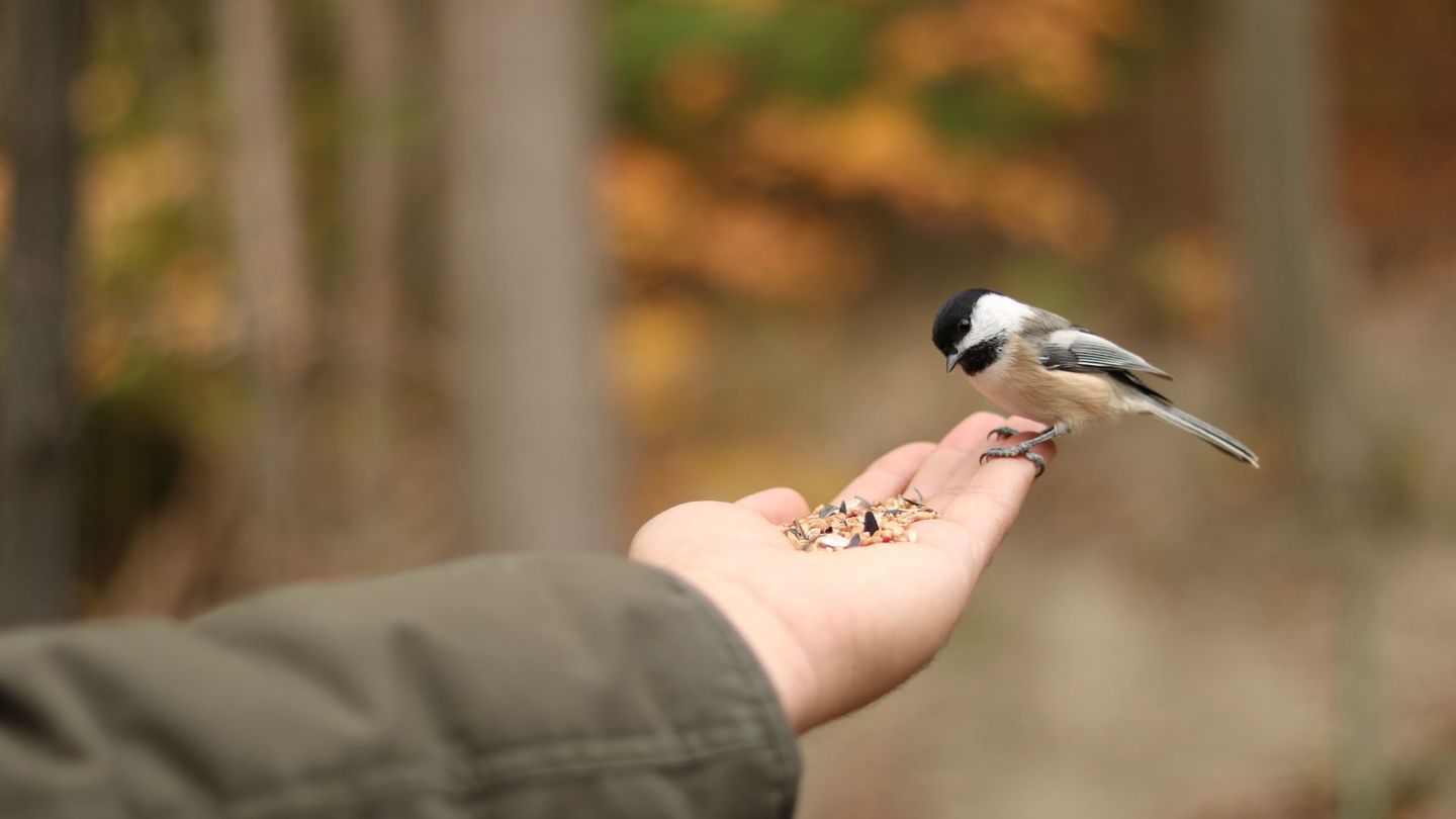 Eine saubere und artgerechte Winterfütterung kann hilfreich sein, unterstützt aber vor allem nicht gefährdete Vogelarten wie Meisen, Finken, Rotkehlchen und Amseln. Insgesamt profitieren meist nur zehn bis fünfzehn Arten davon. Der Großteil der heimischen Brutvögel, besonders seltene und bedrohte Arten, nutzen Futterangebote kaum, da sie nicht an den Menschen gewöhnt sind.