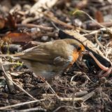 Wenn Sie in Herbst und Winter Vögel in Ihrem Garten füttern wollen, sollten Sie auf geeignetes Futter achten. Je nach Art unterscheiden sich die Vorlieben. Es gibt Weichfutterfresser und Körnerfresser. Weichfutterfresser begeben sich meist am Boden auf Nahrungssuche. Dazu gehören Rotkehlchen, Heckenbraunelle, Zaunkönig, Amsel und Star. Sie fressen vor allem Insekten, feine Samen oder Früchte.