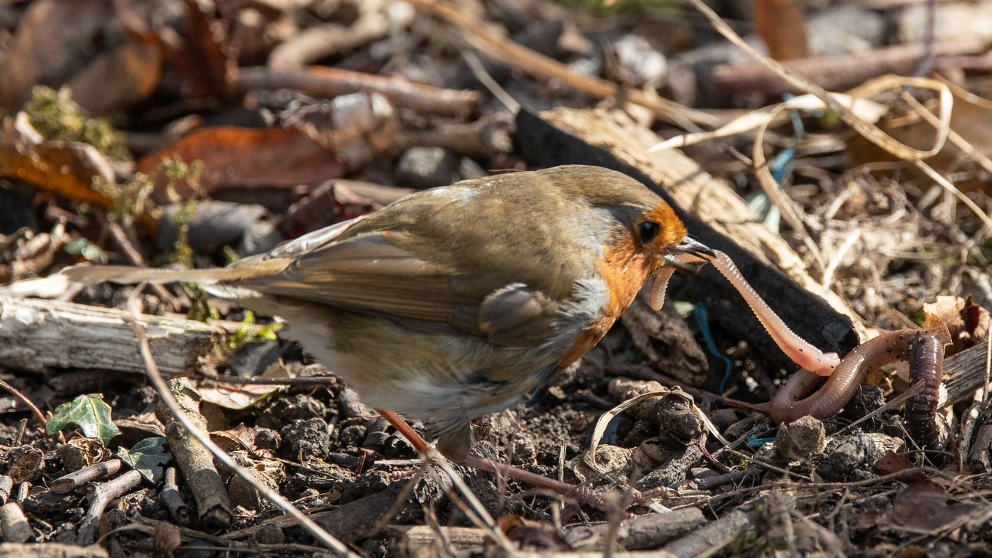 Wenn Sie in Herbst und Winter Vögel in Ihrem Garten füttern wollen, sollten Sie auf geeignetes Futter achten. Je nach Art unterscheiden sich die Vorlieben. Es gibt Weichfutterfresser und Körnerfresser. Weichfutterfresser begeben sich meist am Boden auf Nahrungssuche. Dazu gehören Rotkehlchen, Heckenbraunelle, Zaunkönig, Amsel und Star. Sie fressen vor allem Insekten, feine Samen oder Früchte.