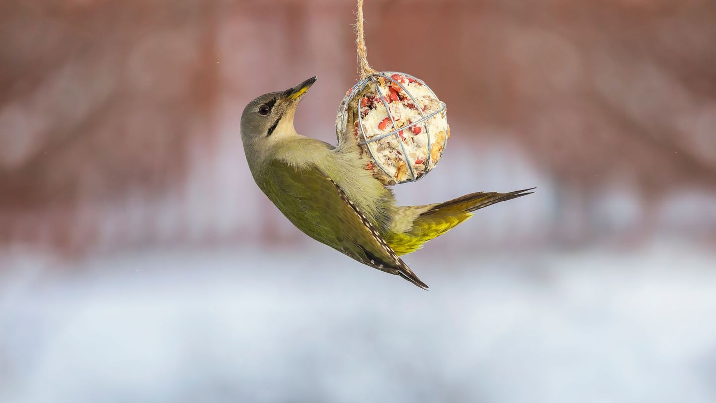 Als Winterfutter eignen sich für reine Weichfutterfresser Haferflocken, Mohn, Kleie, Rosinen oder andere getrocknete Beeren sowie frisches Obst wie Äpfel und Birnen. In Fachhandel finden Sie spezielles Mischfutter, das diese Arten bevorzugt am Boden aufnehmen. Dafür gibt es passende Bodenfutterspender. Auch spezielle Vogel-Erdnussbutter für Gartenvögel können Sie als artgerechtes Futter verwenden.