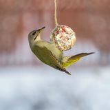 Als Winterfutter eignen sich für reine Weichfutterfresser Haferflocken, Mohn, Kleie, Rosinen oder andere getrocknete Beeren sowie frisches Obst wie Äpfel und Birnen. In Fachhandel finden Sie spezielles Mischfutter, das diese Arten bevorzugt am Boden aufnehmen. Dafür gibt es passende Bodenfutterspender. Auch spezielle Vogel-Erdnussbutter für Gartenvögel können Sie als artgerechtes Futter verwenden.
