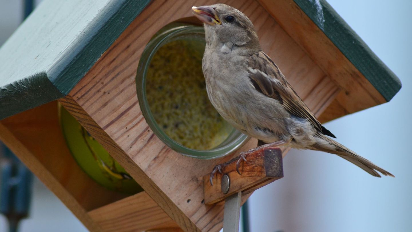 Erdnussbutter enthält viel Fett und Eiweiß und versorgt Gartenvögel im Winter mit Energie. Sie liefert zudem wichtige Nährstoffe und Vitamine, die das Immunsystem stärken. Verwenden Sie nur spezielle Vogel-Erdnussbutter ohne Zucker und Salz, da Zusätze den Vögeln schaden können. Sie kann in passenden Haltern oder Futterhäuschen angeboten werden.