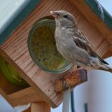 Erdnussbutter enthält viel Fett und Eiweiß und versorgt Gartenvögel im Winter mit Energie. Sie liefert zudem wichtige Nährstoffe und Vitamine, die das Immunsystem stärken. Verwenden Sie nur spezielle Vogel-Erdnussbutter ohne Zucker und Salz, da Zusätze den Vögeln schaden können. Sie kann in passenden Haltern oder Futterhäuschen angeboten werden.