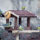 Wenn Sie Weichfuttervögeln einen selbstgemachten Leckerbissen anbieten möchten, können Sie Haferflocken mit heißem Öl mischen und die Mischung vor dem Füttern abkühlen lassen. Achten Sie darauf, altes Futter regelmäßig zu entfernen, da fettreiches Vogelfutter schnell verdirbt. Halten Sie die Futterstellen sauber und frei von Essensresten oder Kot, um die Gesundheit der Vögel zu schützen.