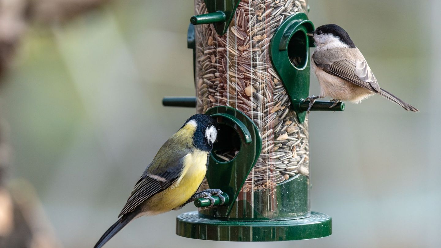 Fertigmischungen für Körnerfresser sollten zu etwa zwei Dritteln aus Sonnenblumenkernen und zu einem Viertel aus Hanfsaat bestehen. Beide enthalten viele gesunde Fette und liefern viel Energie. Für den restlichen Anteil können Sie Haferflocken, gehackten Nüssen sowie kleinere Samen wie Mohn, Hirse, Leinsamen oder Amarant verwenden.