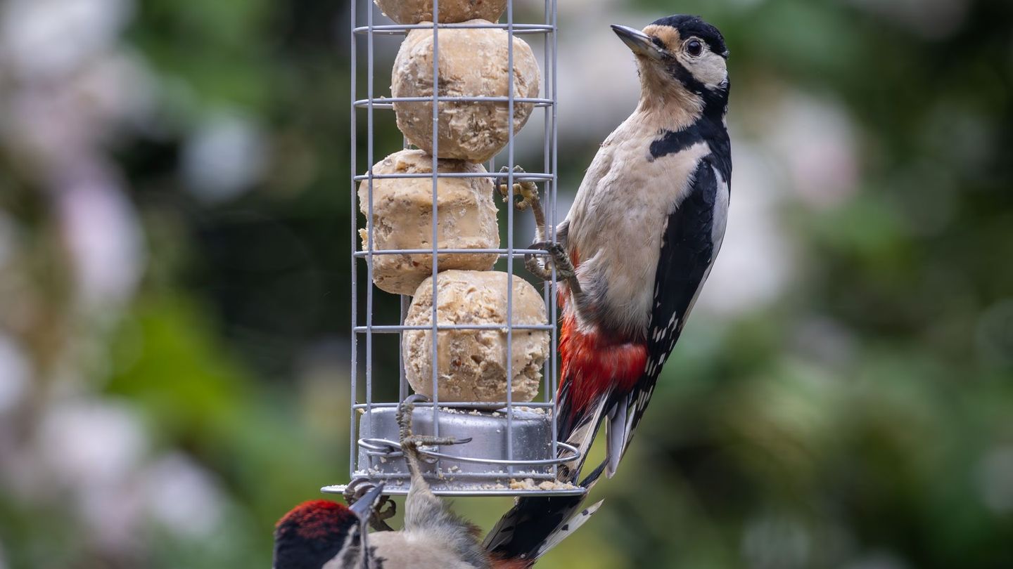 Unter den Weichfressern finden sich auch Allesfresser wie etwa Meisen, Spechte oder Kleiber. Diese Vögel fressen in der kalten Jahreszeit neben tierischer Nahrung auch Körner. Geeignet sind Fett-Körner-Mischungen aus Samen und Rindertalg, Pflanzenfett oder Erdnussbutter. Sie können sie in Form von Meisenknödeln, Ringen oder ähnlichen Varianten anrichten.
