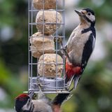 Unter den Weichfressern finden sich auch Allesfresser wie etwa Meisen, Spechte oder Kleiber. Diese Vögel fressen in der kalten Jahreszeit neben tierischer Nahrung auch Körner. Geeignet sind Fett-Körner-Mischungen aus Samen und Rindertalg, Pflanzenfett oder Erdnussbutter. Sie können sie in Form von Meisenknödeln, Ringen oder ähnlichen Varianten anrichten.