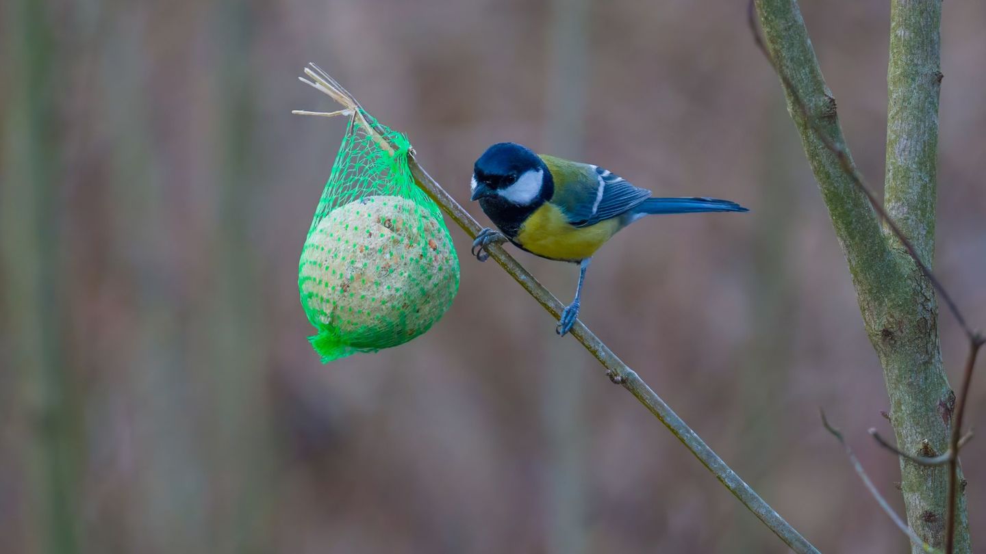 Fett-Körner-Mischungen haben den Vorteil, dass die Körner durch das Fett vor Nässe geschützt bleiben und dadurch länger haltbar sind. Weichfutterfresser fressen ihr Futter lieber am Boden, während Knödel und Ringe meist aufgehängt werden. Zerbröselen Sie deshalb etwas von der Mischung über den Boden, damit auch diese Vögel etwas davon haben.
