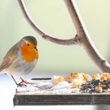 Bringen Sie Futterstellen immer wettergeschützt an, damit die Vögel ungestört und sicher fressen können. Platzieren Sie sie auf dem Balkon, im Garten oder am Waldrand – aber so, dass Katzen keinen Zugang haben. Reinigen Sie die Futterplätze regelmäßig und prüfen Sie die Fett-Körner-Mischungen auf Schimmel, um Krankheiten zu vermeiden.