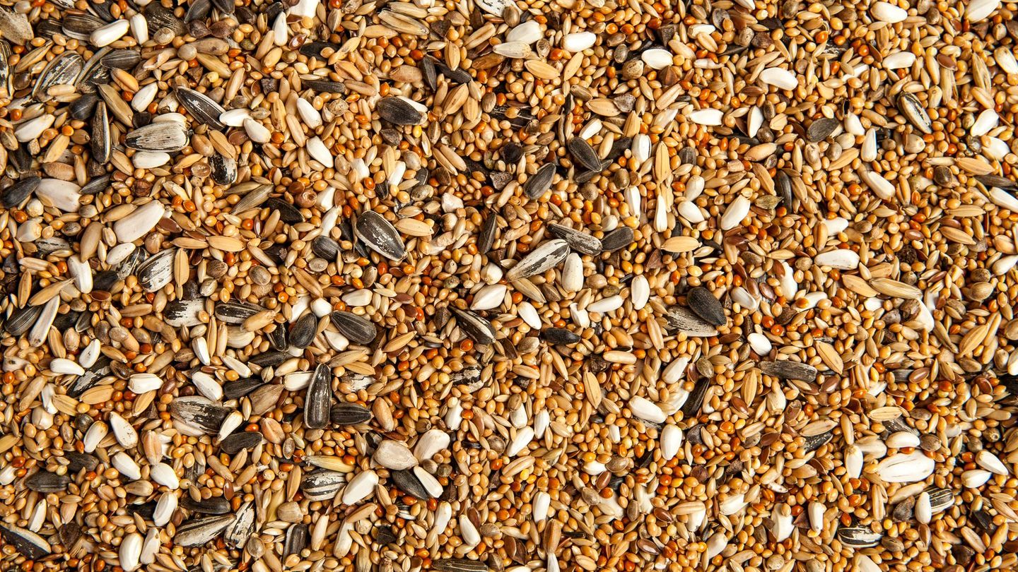 Kaufen Sie möglichst hochwertiges Vogelfutter aus biologischem Anbau. Pestizide aus konventioneller Landwirtschaft können auch Vögeln schaden. Günstige Futtermischungen enthalten oft zu viele Weizenkörner, die viele Vögel liegen lassen. Dadurch bleibt viel Futter am Boden zurück. Zudem können in Billigfutter Samen invasiver Pflanzenarten enthalten sein, die sich unkontrolliert ausbreiten.