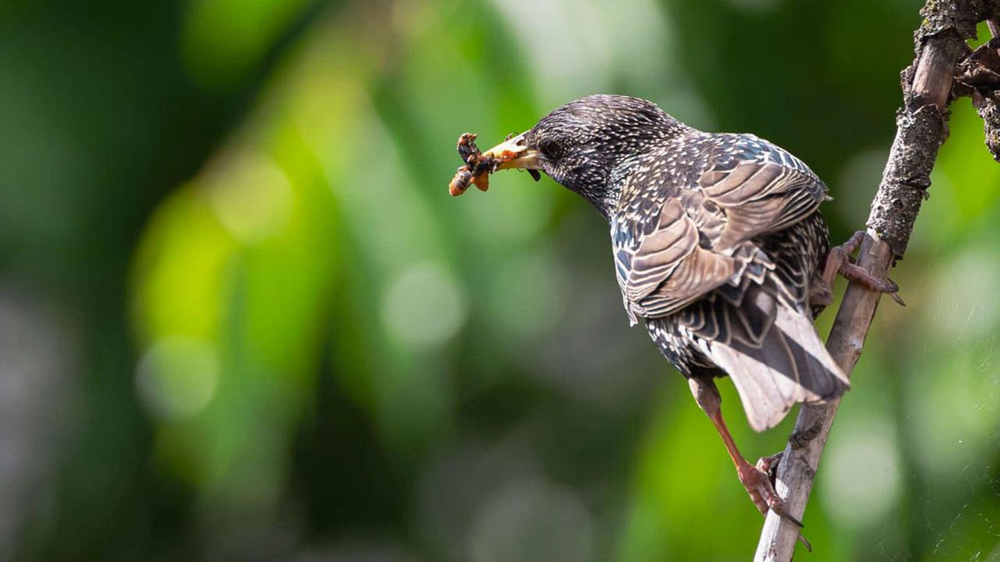 Unter Vogelbegeisterten wird das Füttern von Wildvögeln oft kritisch gesehen. Denn es schützt gefährdete Arten kaum. Der Rückgang vieler Vogelarten liegt vor allem an Pestiziden und dem Verlust natürlicher, vielfältiger Lebensräume – nicht an fehlender Fütterung. Sie können aber zum Lebensraumschutz beitragen, besonders wenn Sie einen Garten besitzen.