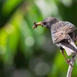 Unter Vogelbegeisterten wird das Füttern von Wildvögeln oft kritisch gesehen. Denn es schützt gefährdete Arten kaum. Der Rückgang vieler Vogelarten liegt vor allem an Pestiziden und dem Verlust natürlicher, vielfältiger Lebensräume – nicht an fehlender Fütterung. Sie können aber zum Lebensraumschutz beitragen, besonders wenn Sie einen Garten besitzen.