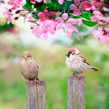 Gestalten Sie Ihren Garten tierfreundlich, damit Wildvögel das ganze Jahr über natürliche Nahrung und Lebensraum finden. Pflanzen Sie fruchttragende Gehölze wie Felsenbirne, Schwarzen Holunder oder Vogelbeere. Auch Rosenhecken mit Hagebutten dienen als Futterquelle. Zudem sind Stauden wertvoll, da sie im Sommer viele Insekten anziehen.