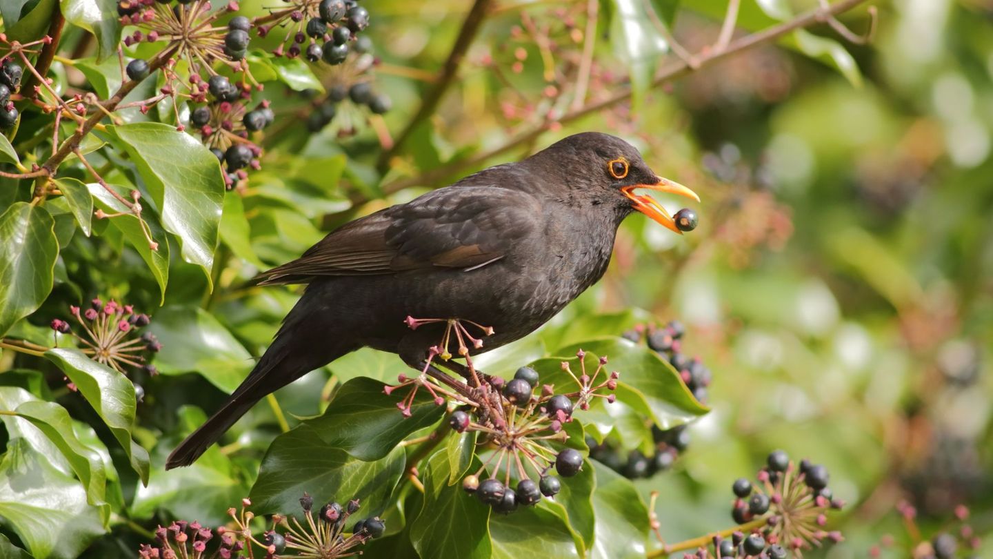 Mit einfachen Möglichkeiten können Sie Ihren Garten auch im Herbst und Winter zur natürlichen Futterquelle für Vögel machen. Schneiden Sie samentragende Stauden erst im Frühjahr zurück, da in den Stängeln viele Insekten überwintern. Lassen Sie im Herbst das Laub liegen – darin verstecken sich Insekten, die Weichfutterfresser wie Amseln und Rotkehlchen im Winter gerne verspeisen.