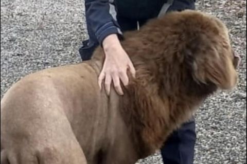Irland: Vermeintlicher Löwe, der sich als Hund entpuppte
