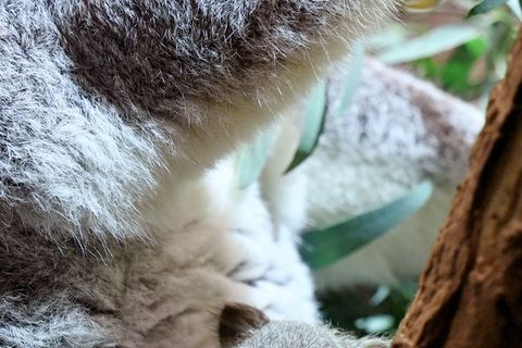 Ein kleines Koala-Jungtier wächst im Zoo Leipzig heran. Foto: Jennifer Brückner/dpa