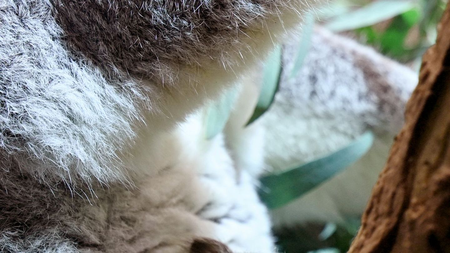 Ein kleines Koala-Jungtier wächst im Zoo Leipzig heran. Foto: Jennifer Brückner/dpa