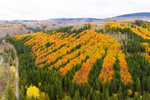 Im Harz sollen bald wertvolle Rohstoffe gesucht werden. (Archivbild) Foto: Julian Stratenschulte/dpa