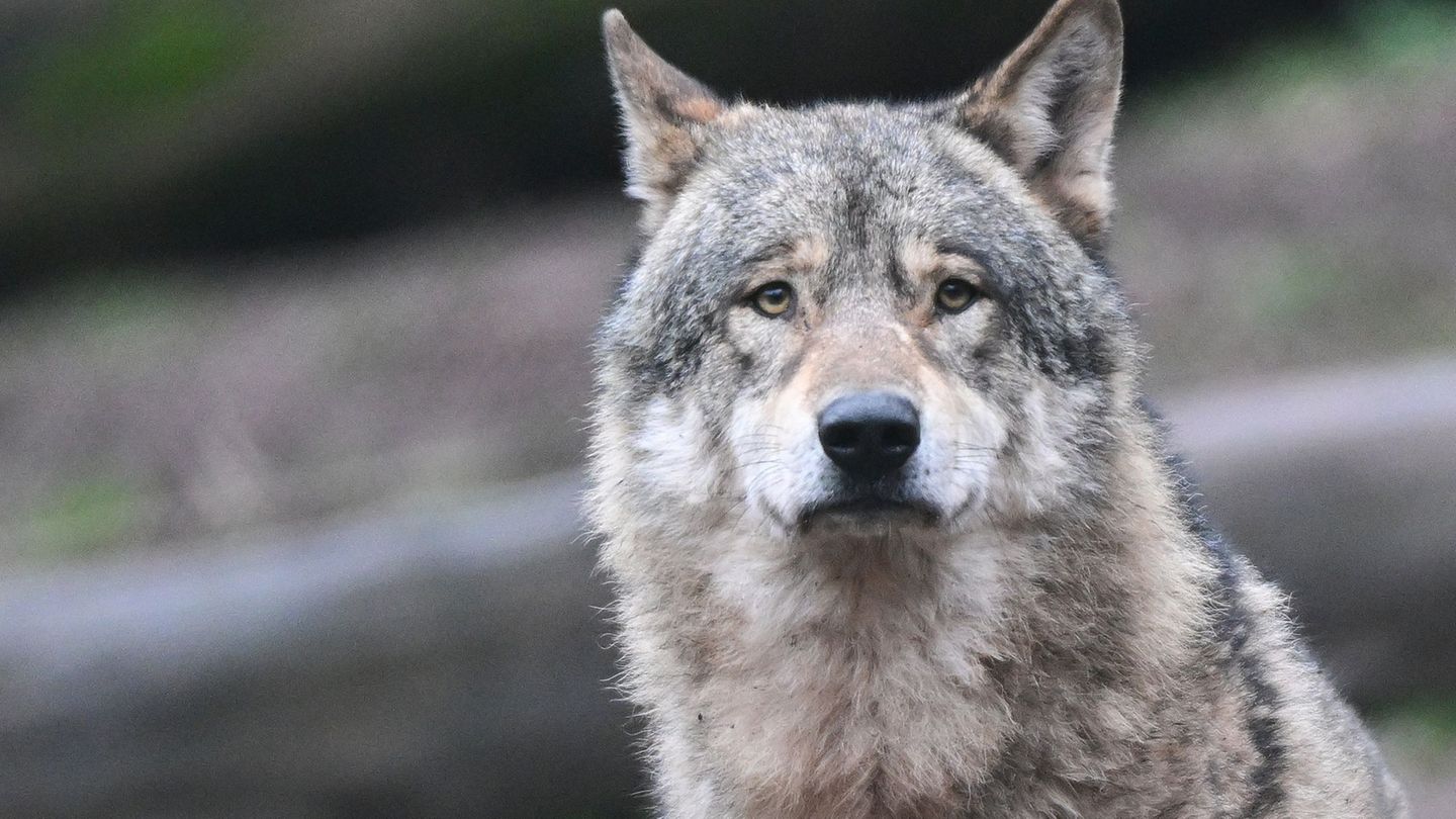 Bei einem in der Oberpfalz gefundenen Tierkadaver handelt es sich um einen toten Wolf. (Symboldbild) Foto: Bernd Weißbrod/dpa