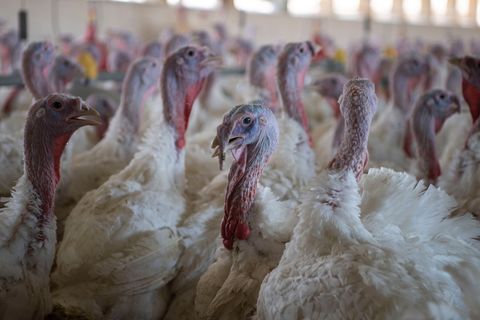 In der Samtgemeinde Lemförde ist die Vogelgrippe in einem Betrieb aufgetreten, 18.000 Tiere müssen getötet werden. (Symbolbild)