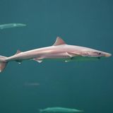 Hundshai unter Wasser