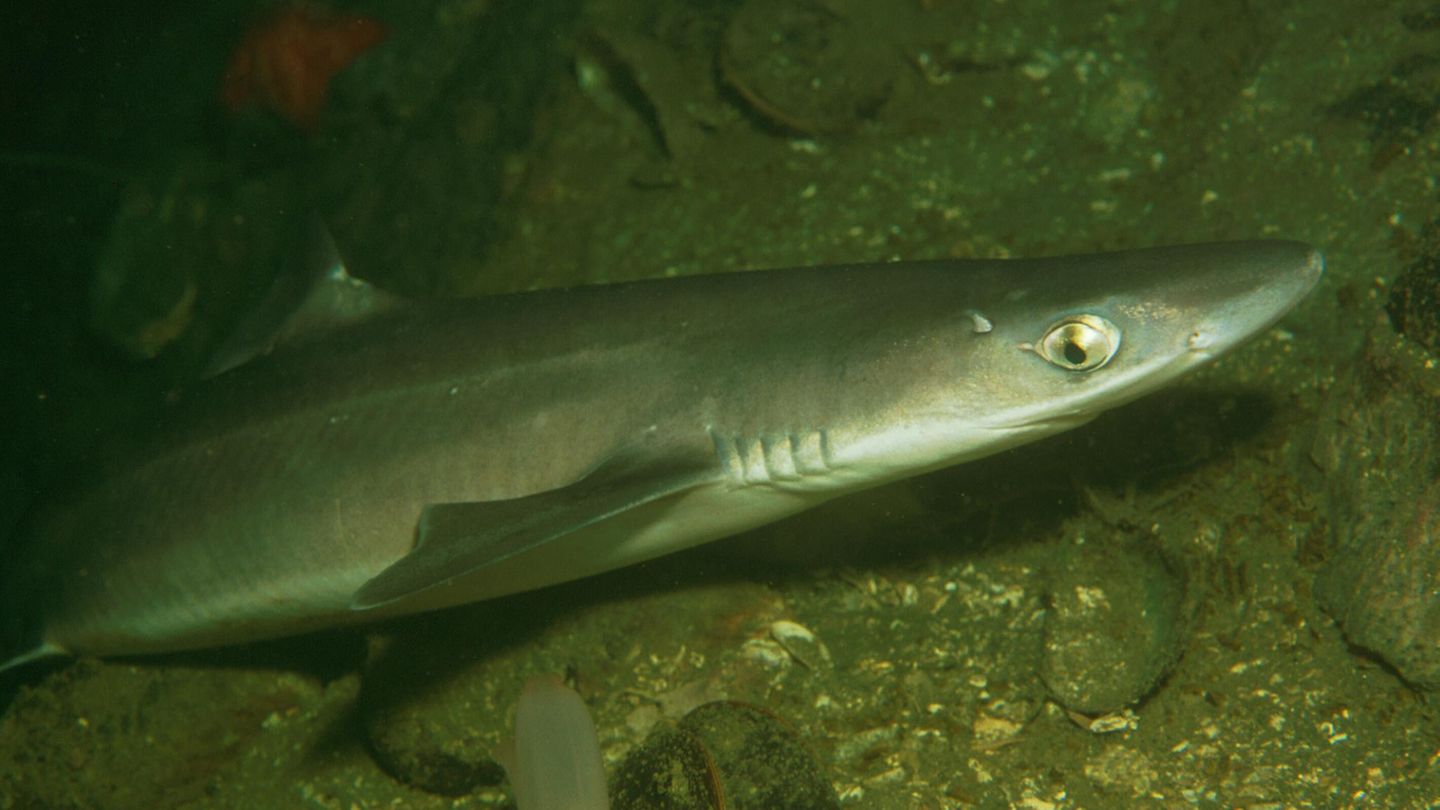 Dornhai unter Wasser