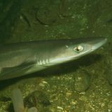 Dornhai unter Wasser