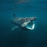 Riesenhai unter Wasser