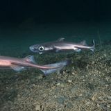 Kleine Schwarze Dornhai unter Wasser