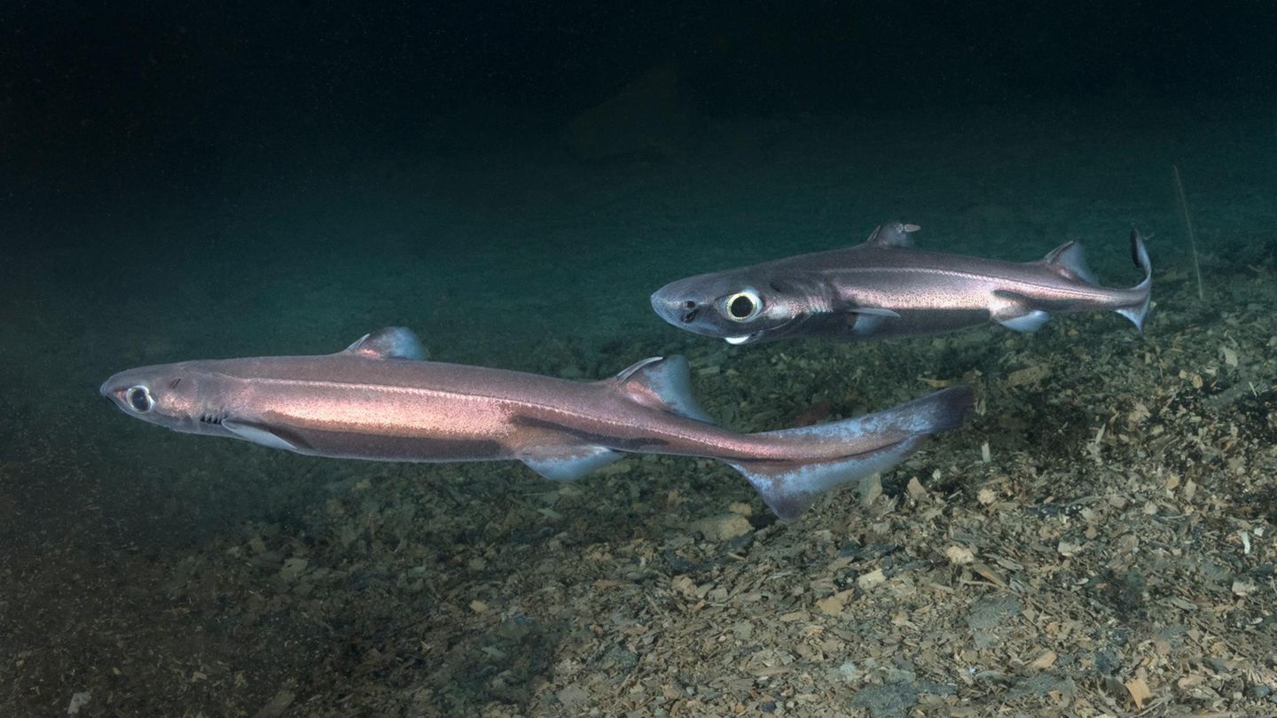 Kleine Schwarze Dornhai unter Wasser