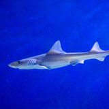 Weißgefleckten Glatthai unter Wasser