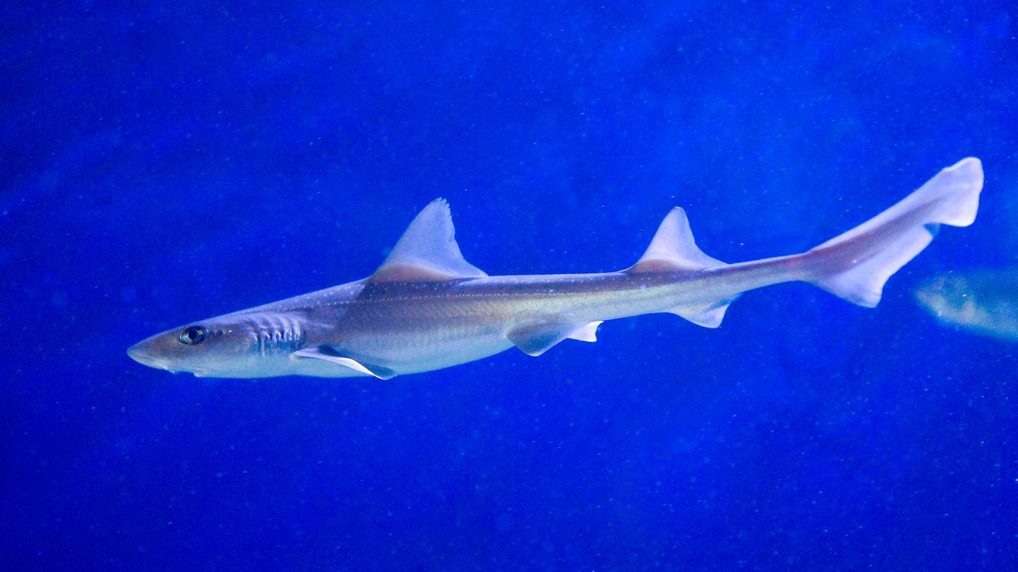 Weißgefleckten Glatthai unter Wasser