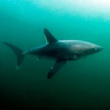 Heringshai unter Wasser