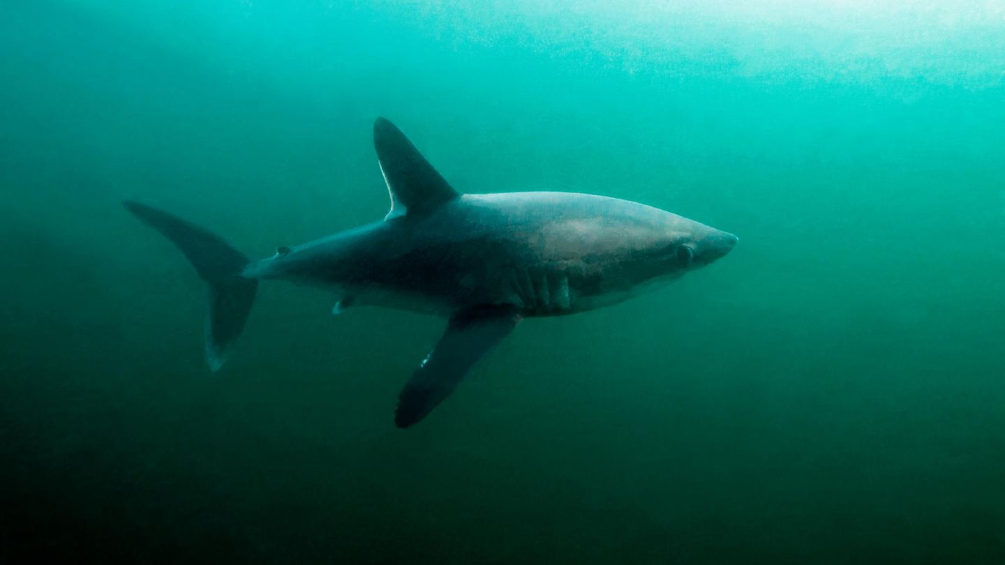 Heringshai unter Wasser