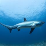 Gemeine Fuchshai unter Wasser