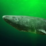 Grönlandhai unter Wasser