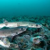 der Kleingefleckte Katzenhai unter Wasser