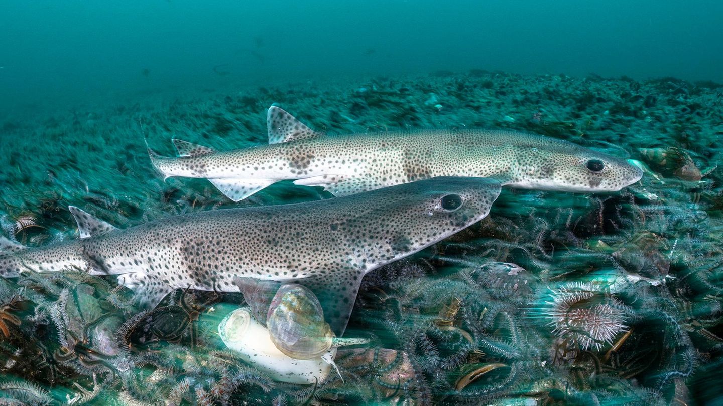 der Kleingefleckte Katzenhai unter Wasser