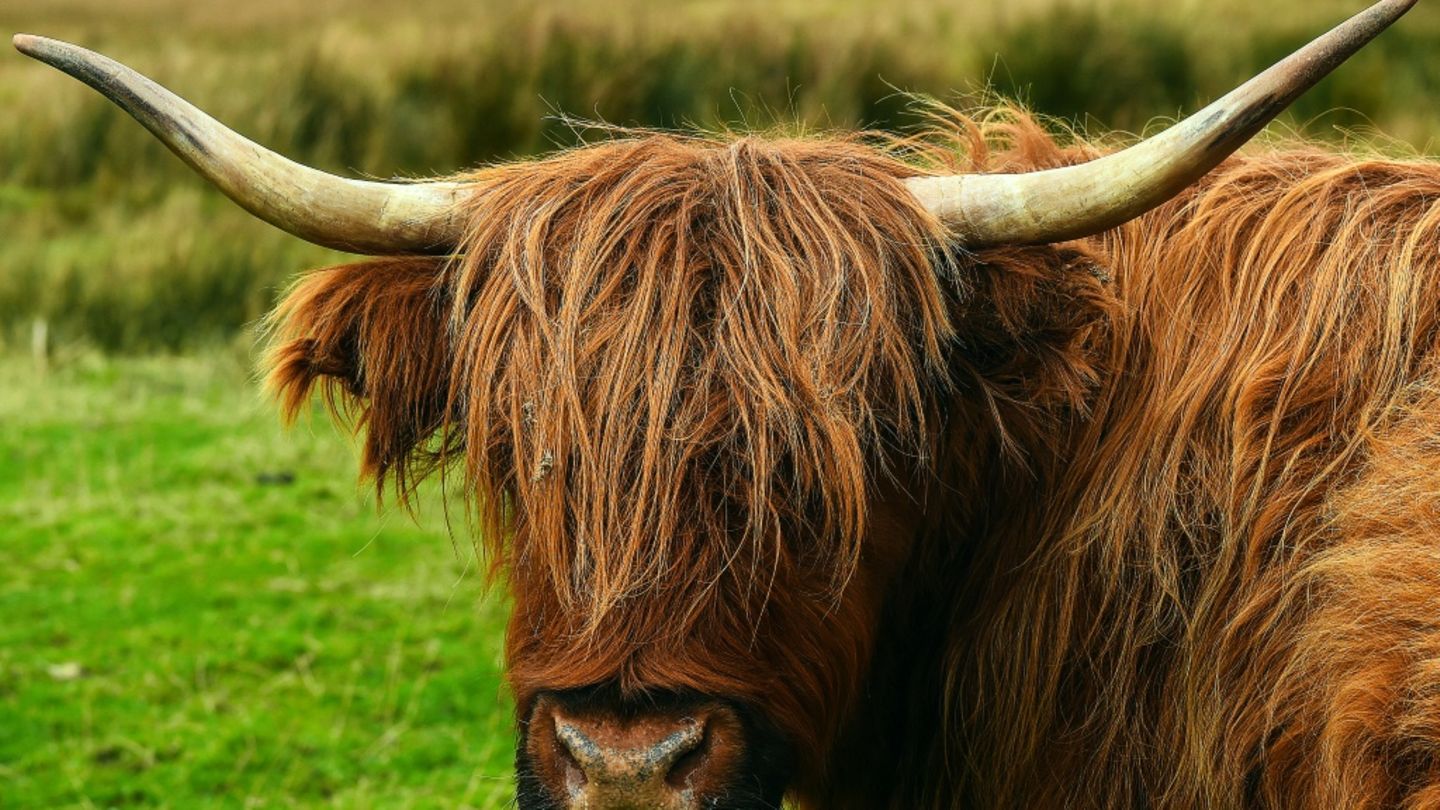 Schottisches Hochlandrind