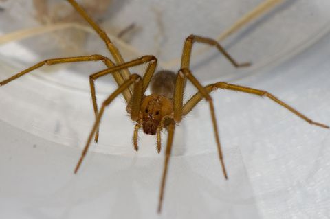 Die Chilenische Einsiedlerspinne