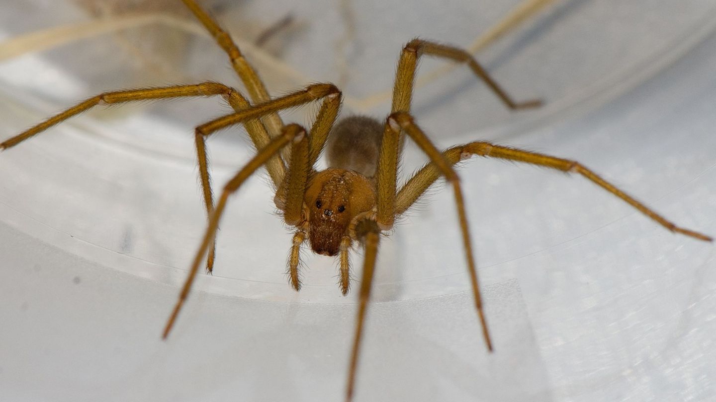 Diese Art kommt eigentlich nur in Südamerika vor. Foto: Hubert Höfer/SMNK/dpa